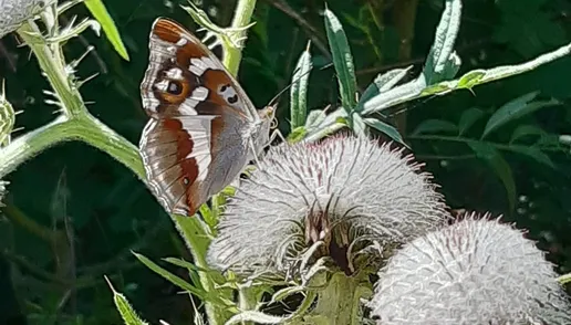 06